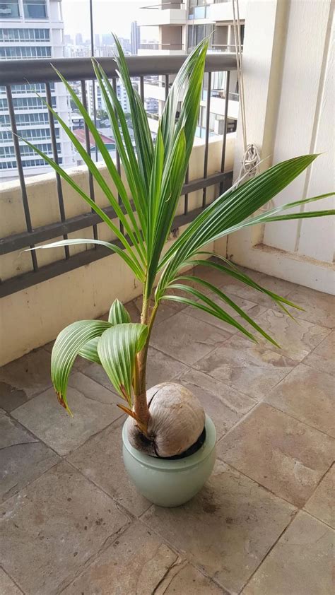 富貴椰子盆栽
